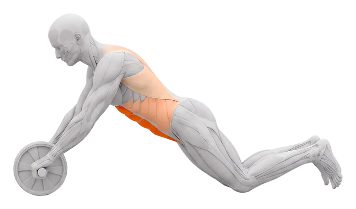 Ab wheel rollout: abs highlighted