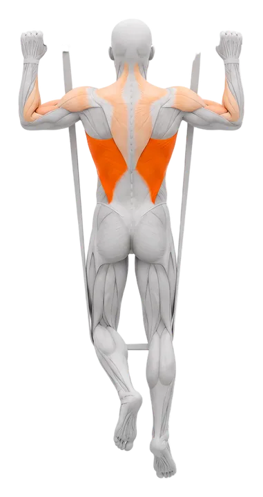Pull-up med elastik: latissimus markeret