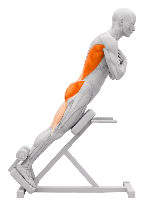 Back extension (45°): lower back and glutes highlighted