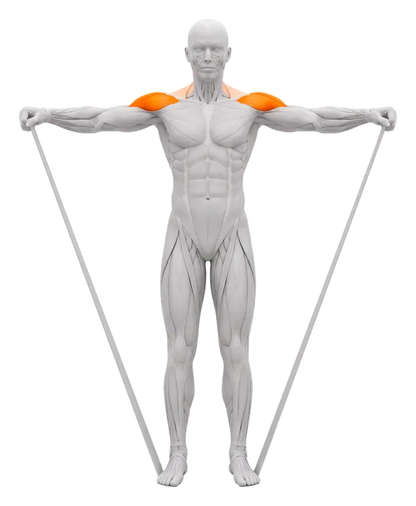 Band lateral raise: side delts highlighted