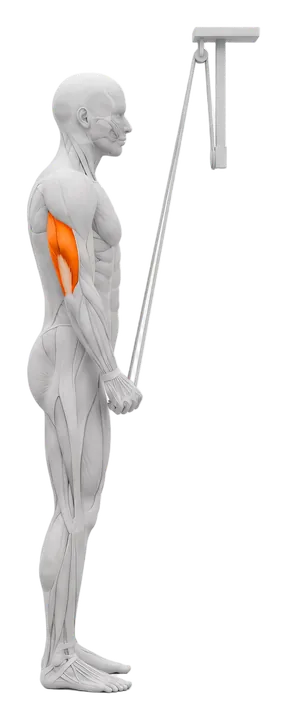 Band triceps pushdown: triceps highlighted