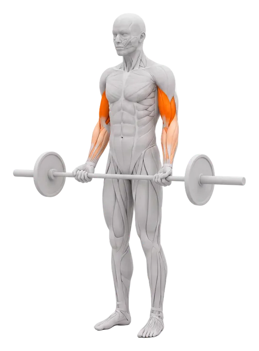 Biceps curl med stang: biceps markeret