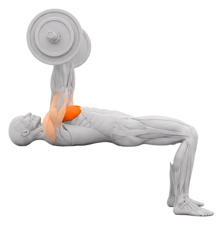 Barbell bench press: chest highlighted