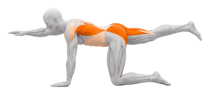 Bird dog: lower back and glutes highlighted