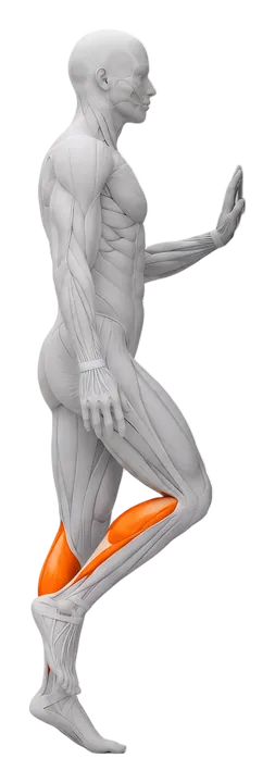 Single-leg calf raise: calves highlighted