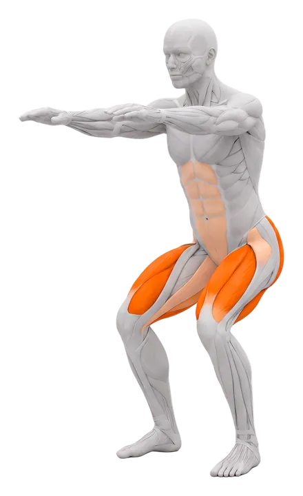 Bodyweight squat: quads and glutes highlighted