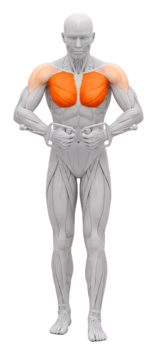 Cable fly: chest highlighted