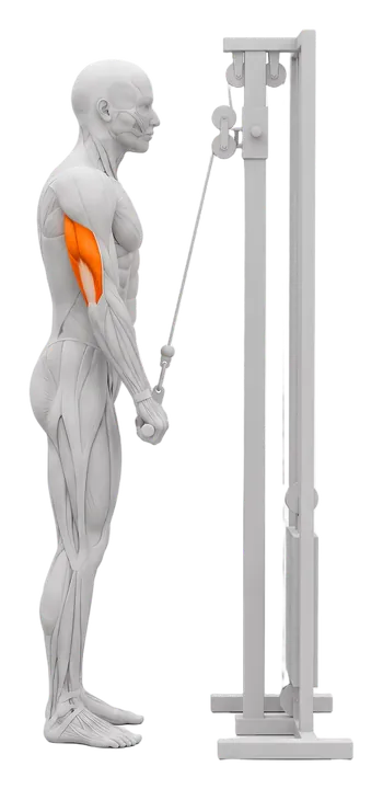 Triceps pushdown i kabel: triceps markeret
