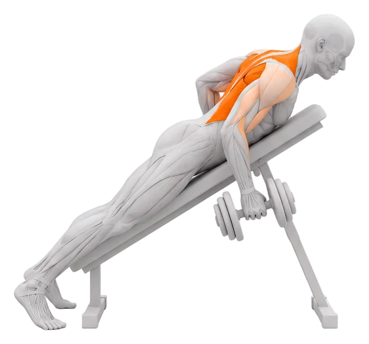 Chest-supported dumbbell row: upper back and lats highlighted