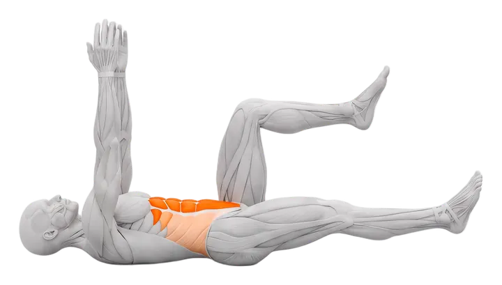 Dead bug: abs highlighted