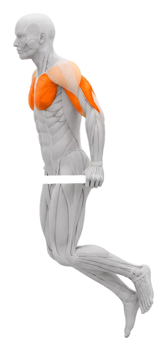 Parallel bar dip: chest and triceps highlighted