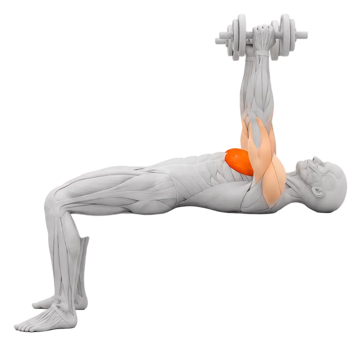 Dumbbell bench press: chest highlighted