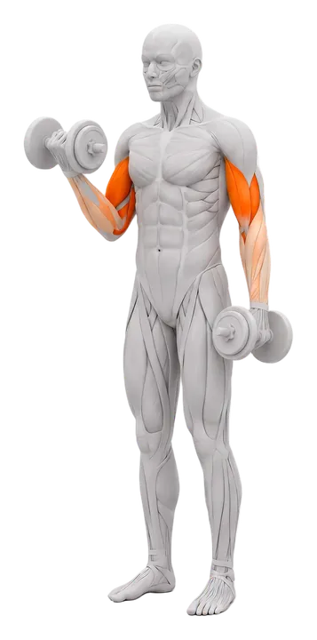 Dumbbell curl: biceps highlighted