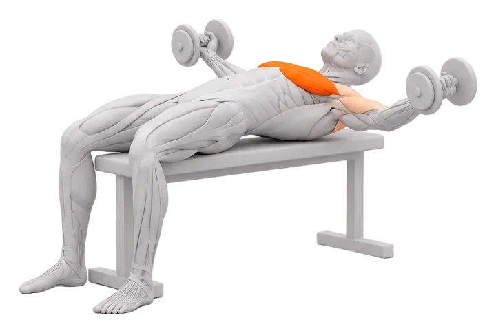 Dumbbell fly: chest highlighted