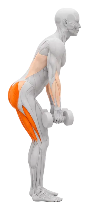 Dumbbell Romanian deadlift: hamstrings and glutes highlighted