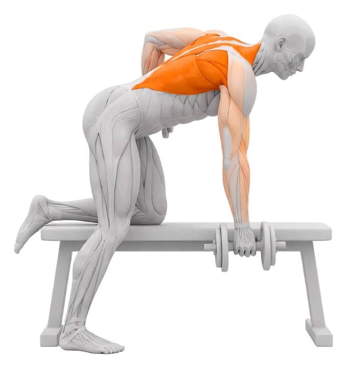 One-arm dumbbell row: lats and upper back highlighted