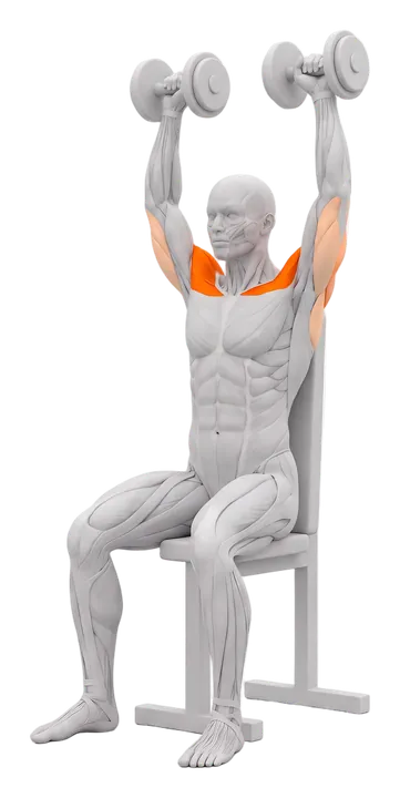 Seated dumbbell shoulder press: front delts highlighted