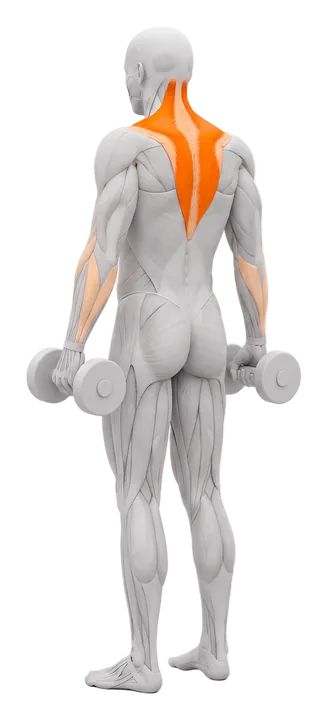 Dumbbell shrug: traps highlighted