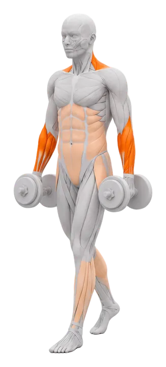 Farmer's carry: forearms and traps highlighted