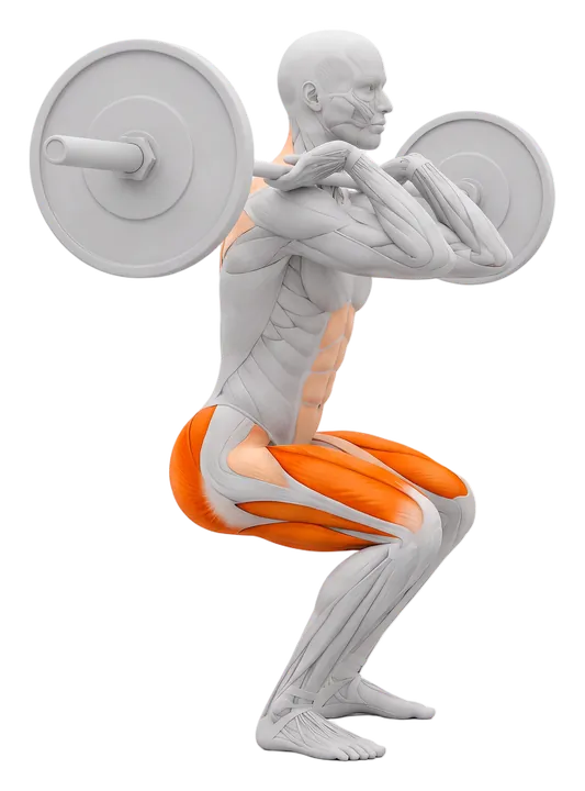 Barbell front squat: quads and glutes highlighted