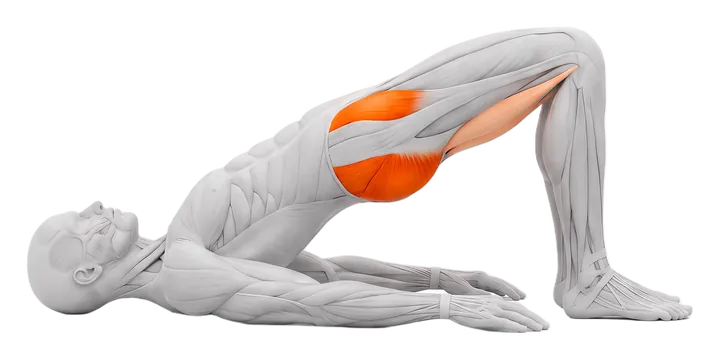 Glute bridge: glutes highlighted