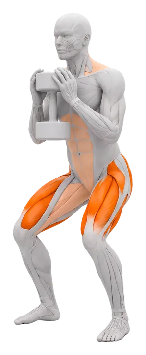 Goblet squat: quads and glutes highlighted