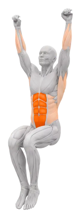 Hanging knee raise: abs highlighted