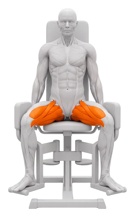 Hip adduction machine: adductors highlighted