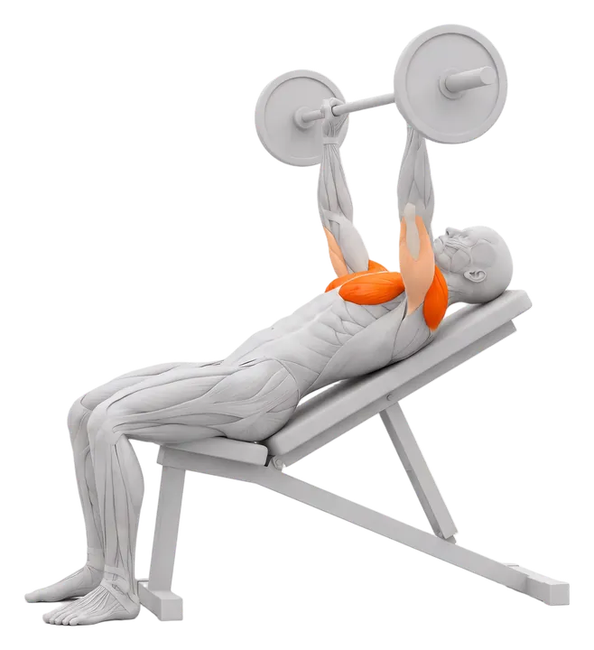 Incline barbell bench press: chest and front delts highlighted