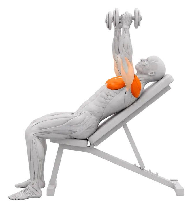 Incline dumbbell press: chest and front delts highlighted
