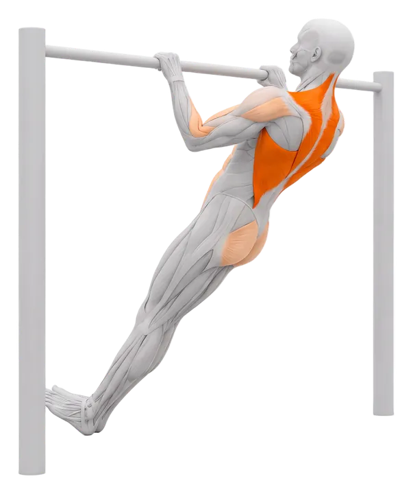 Inverted row: upper back and lats highlighted