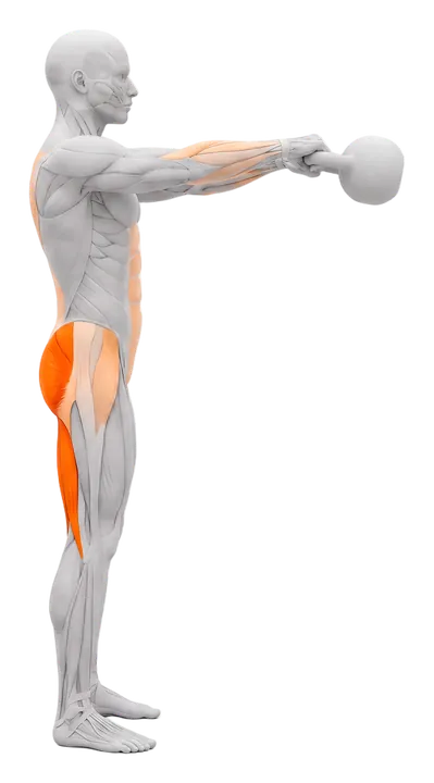 Kettlebell swing: glutes and hamstrings highlighted