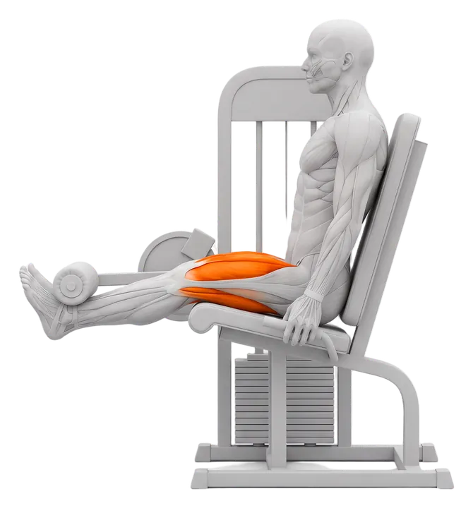 Leg extension: quads highlighted
