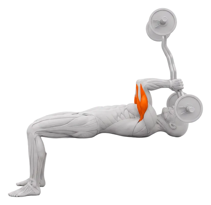 Lying triceps extension (skull crusher): triceps highlighted