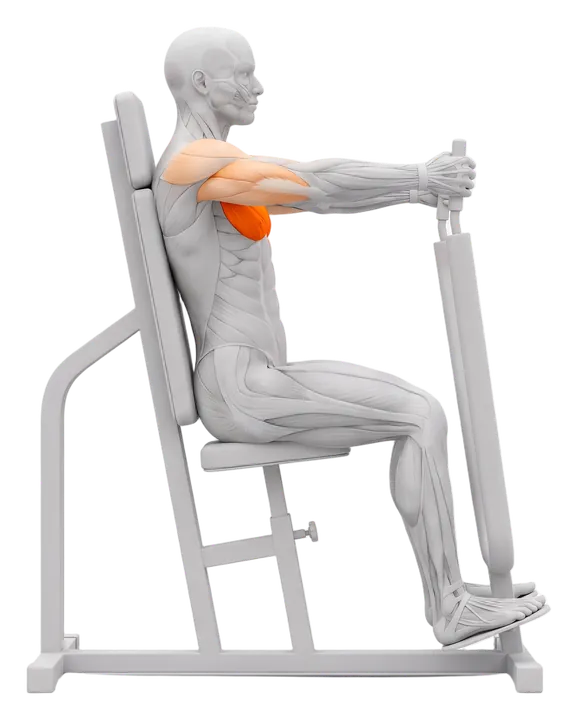Machine chest press: chest highlighted