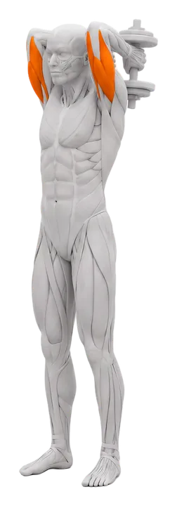 Triceps extension over hovedet: triceps markeret