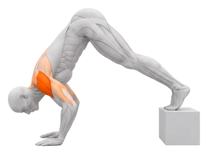 Pike push-up: front delts highlighted