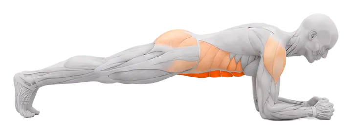 Front plank: abs highlighted