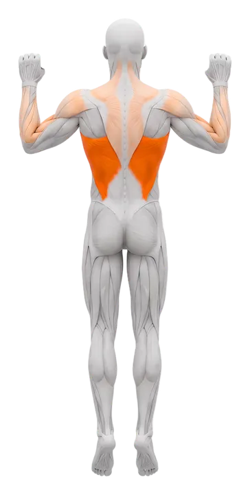 Pull-up: latissimus markeret