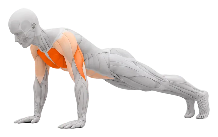 Push-up: chest highlighted