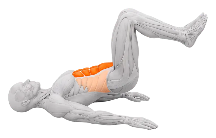 Reverse crunch: abs highlighted