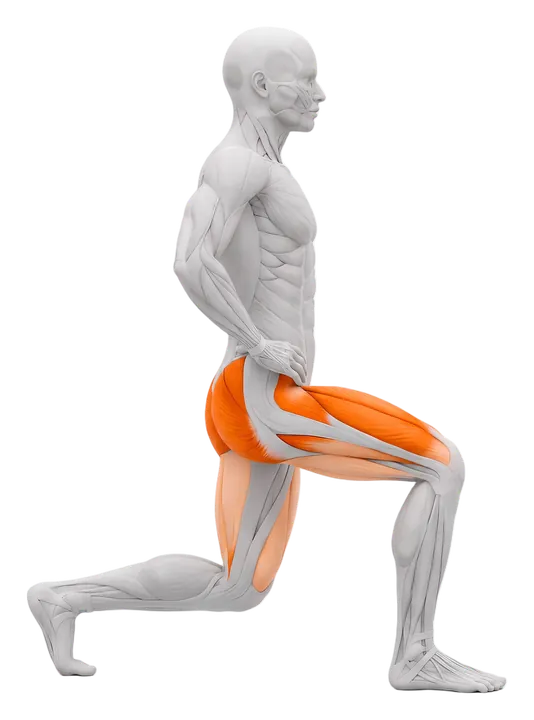 Reverse lunge: quads and glutes highlighted