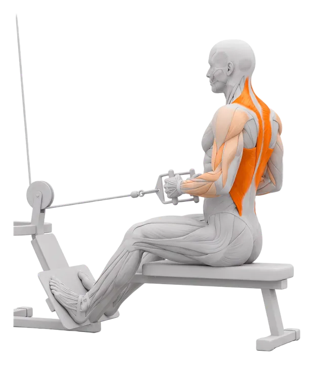 Seated cable row: upper back and lats highlighted
