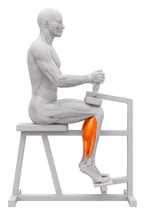 Seated calf raise: calves highlighted