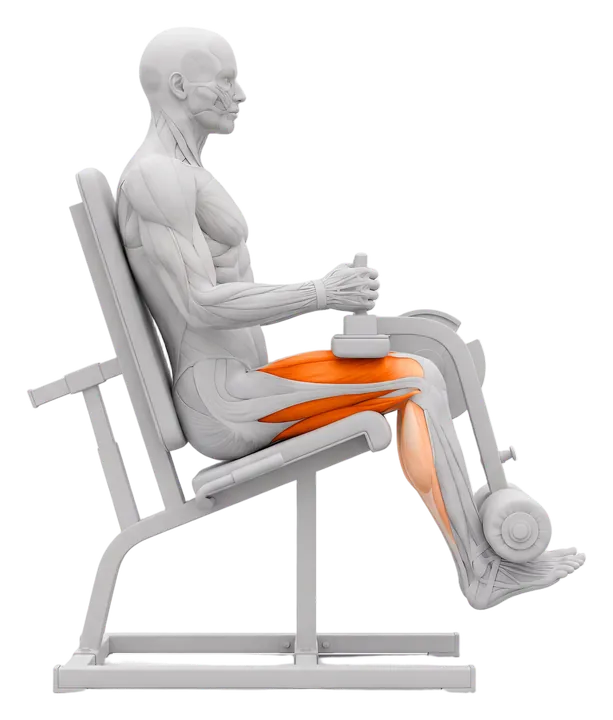 Seated leg curl: hamstrings highlighted