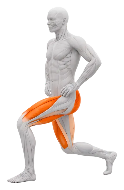 Split squat: quads and glutes highlighted