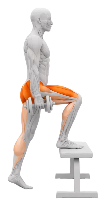 Dumbbell step-up: quads and glutes highlighted