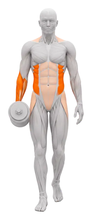 Suitcase carry: obliques and forearms highlighted