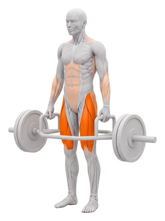 Trap bar deadlift: glutes and quads and hamstrings highlighted