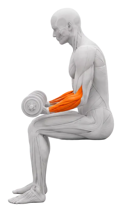 Dumbbell wrist curl: forearms highlighted